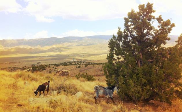 334263_415629351806606_894863777_o (1)