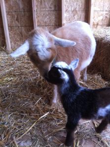 456451_368858416483700_1560224723_o