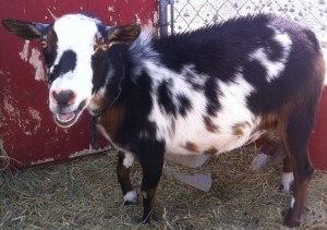 461808_378041968898678_1213596153_o