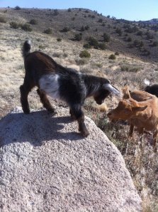 469276_379163088786566_65276333_o