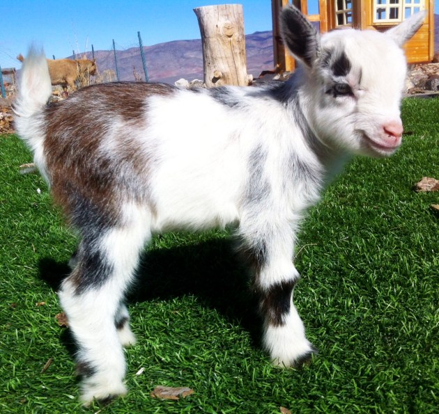 Buckling......FOR SALE