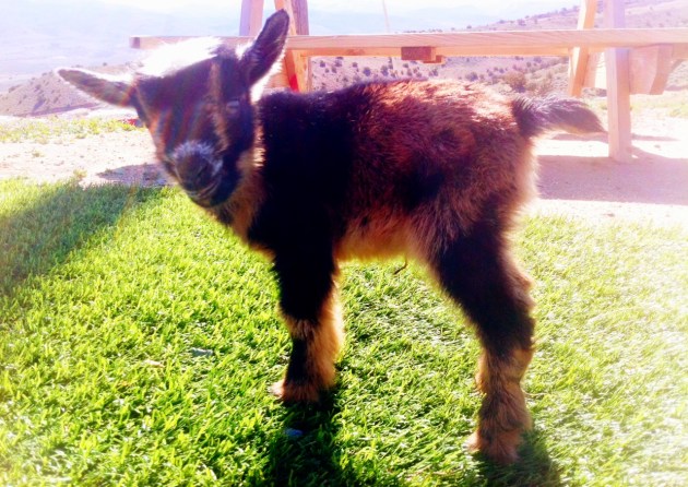 Caris' doeling- AVAILABLE