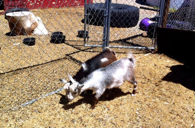 Lily in the back (dark brown) and her sister (unnamed) in the front.  Both AVAILABLE $250/each