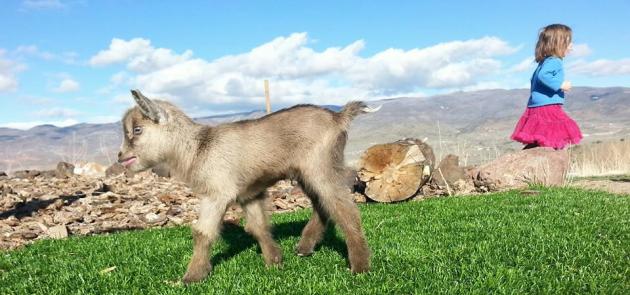 Doeling Cocoa- AVAILABLE $300